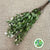 Snowberry 'White' (250g)