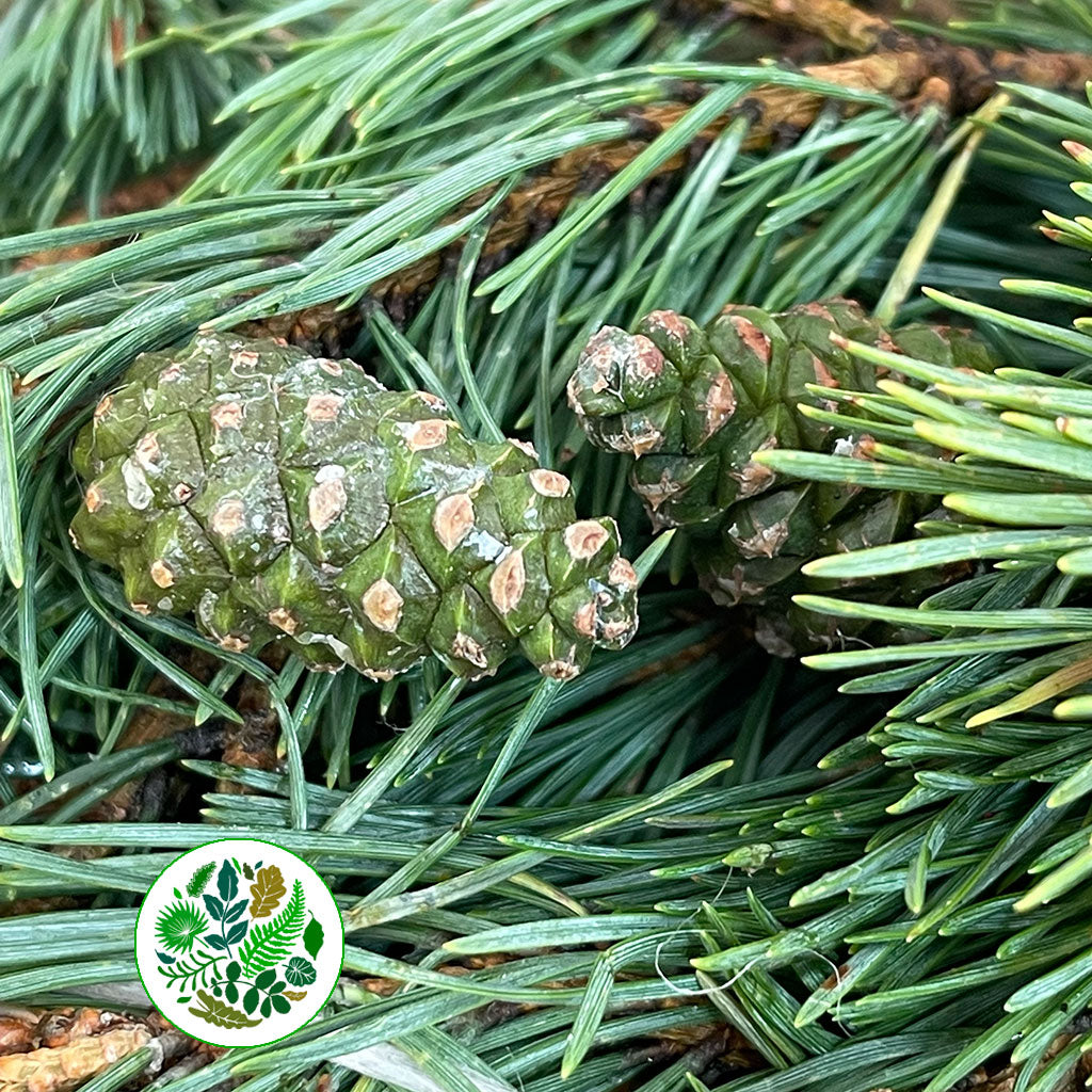 Pine &#39;Mugo&#39; 50cm (400g)
