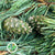 Pine 'Mugo' 50cm (400g)