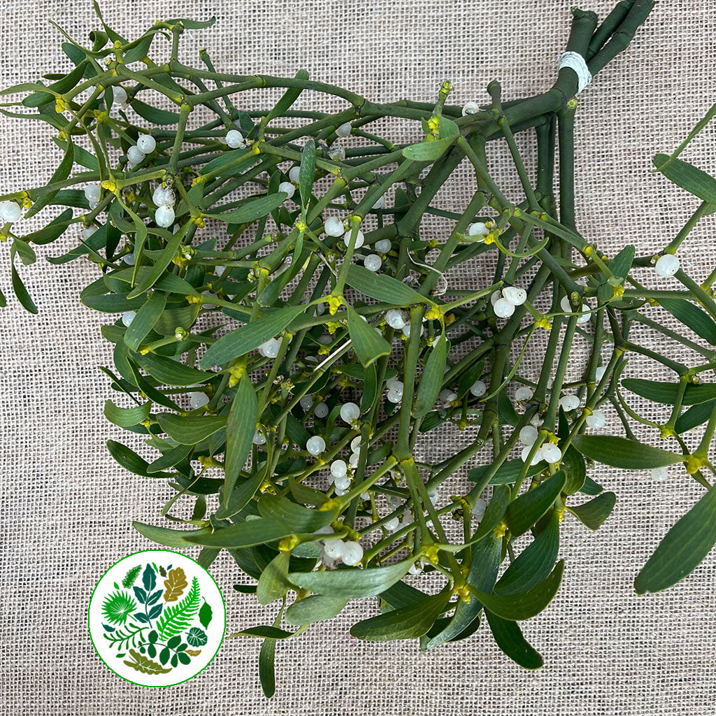 Mistletoe (Various Sizes)