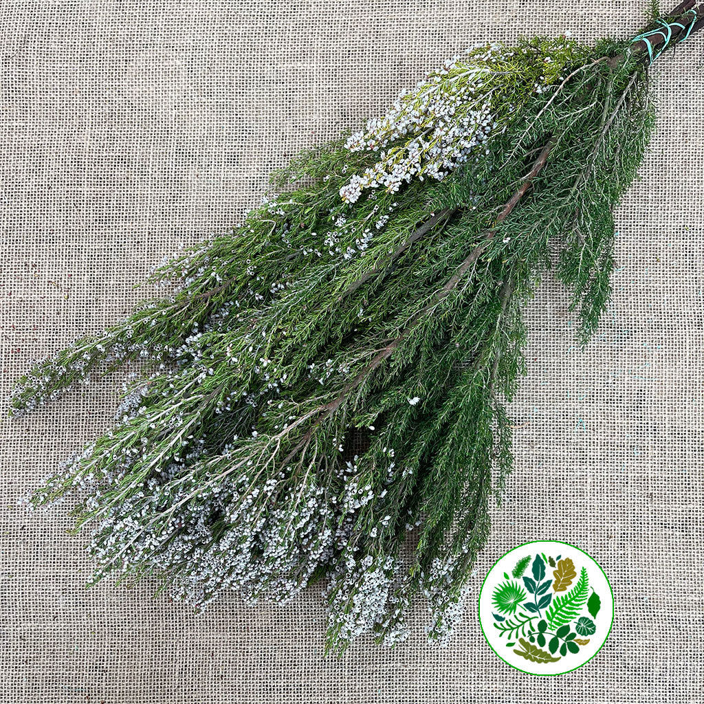 Heather (Erica) 'White' 60cm Italian