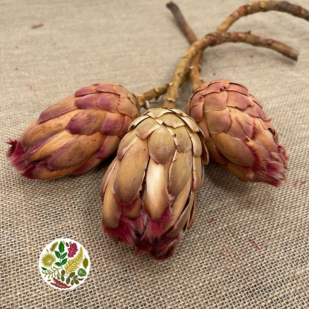 Protea 'Grandiceps' DRY (x2)