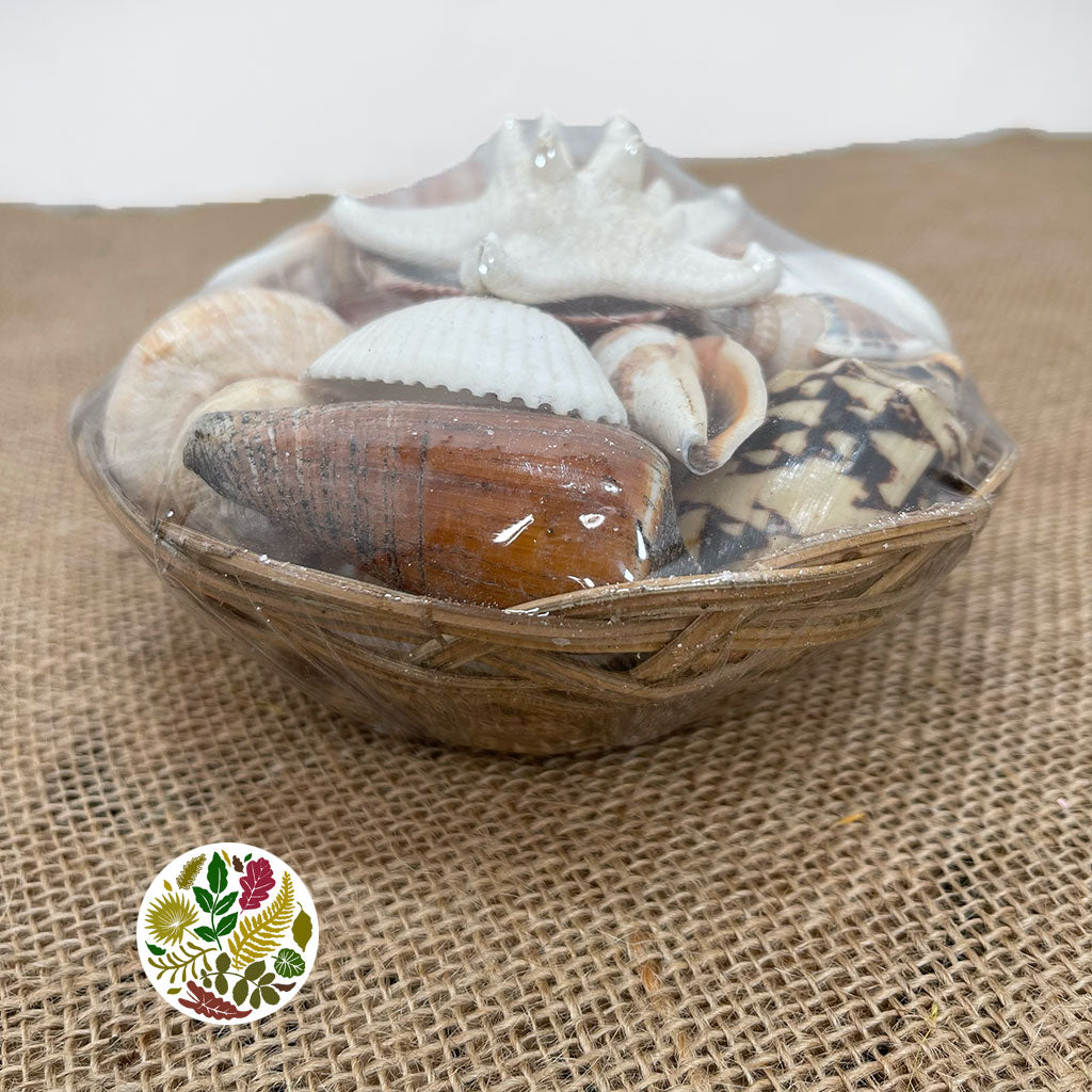 Shells Midrib Assortment (20cm x 9cm)