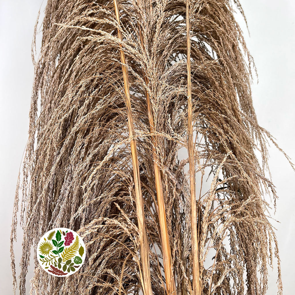 Grass 'Pampas' (Uva Stalk) (Natural) DRY 220cm (x5)