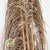 Grass 'Pampas' (Uva Stalk) (Natural) DRY 220cm (x5)