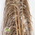 Pampas "Uva Stalk" Natural DRY 220cm (x5)
