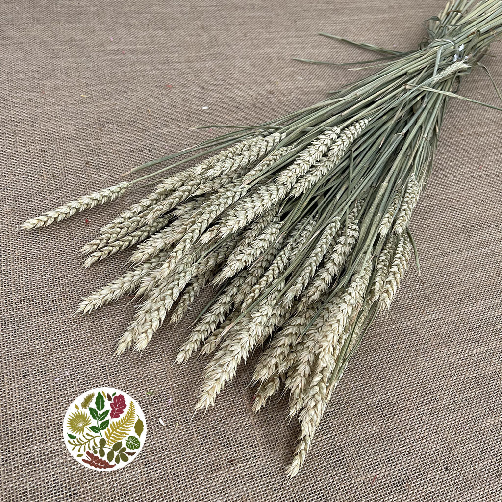 Grass &#39;Tricitum&#39; (Wheat) (DRY)
