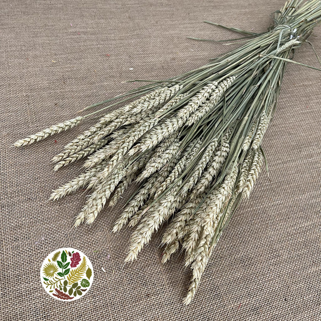 Grass 'Tricitum' (Wheat) (DRY)