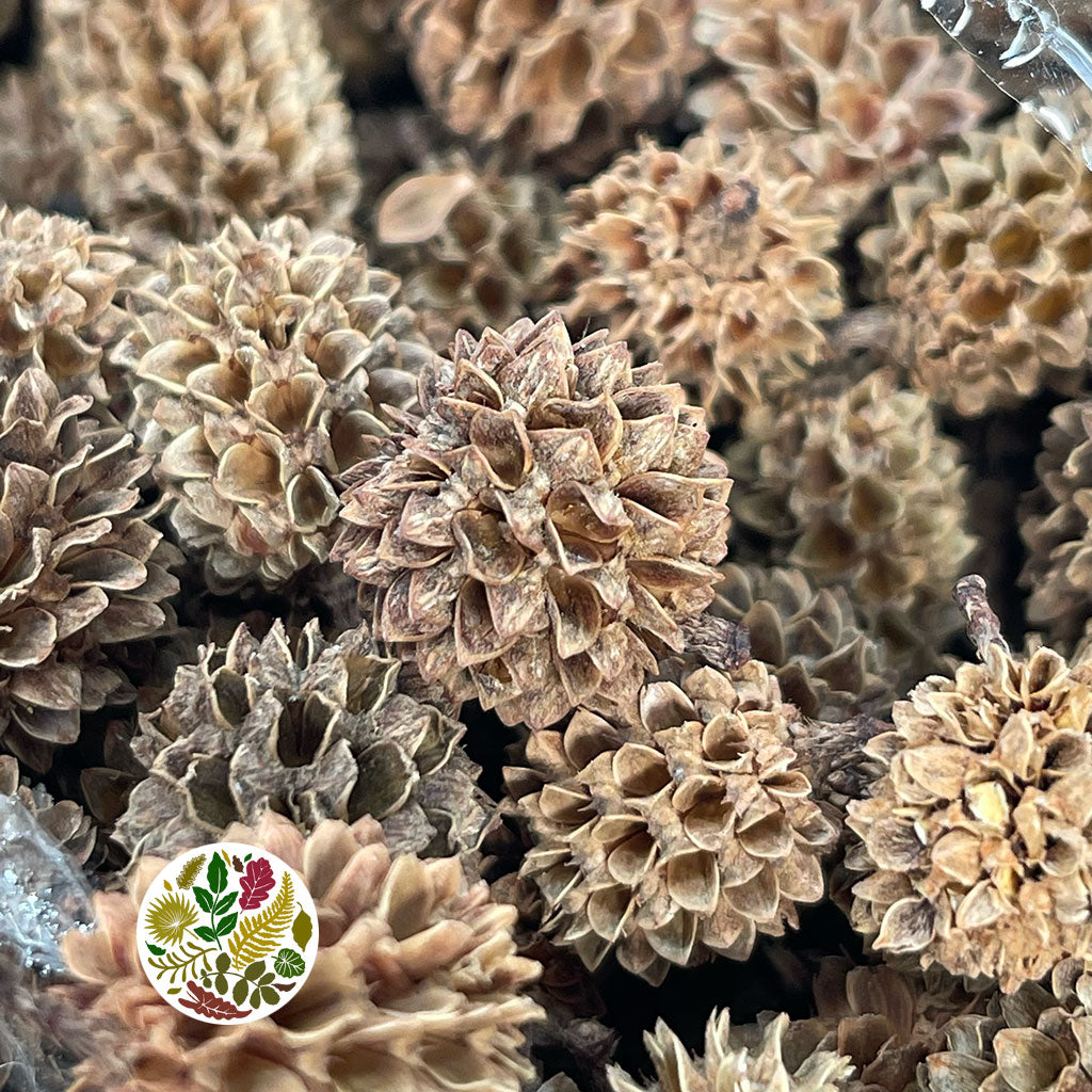 Cones &#39;Casurina Pods&#39; (Natural) DRY (750g)