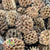 Cones 'Casurina Pods' (Natural) DRY (750g)