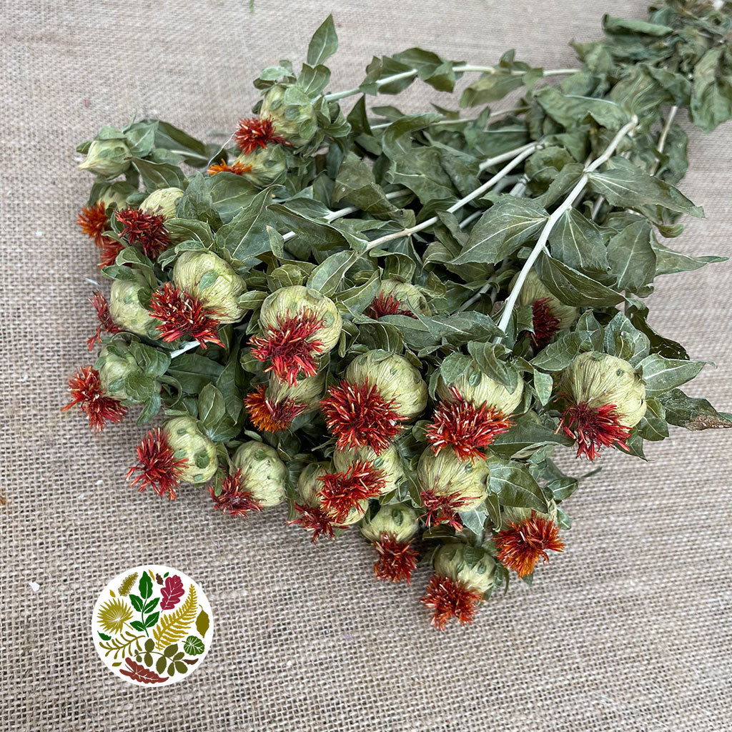 Bidens Carthamus &#39;Flower&#39; (Natural) Dry