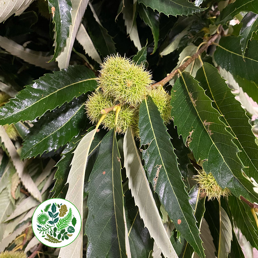 Chestnut &#39;Foliage&#39; (Wild) (Loose bundle)