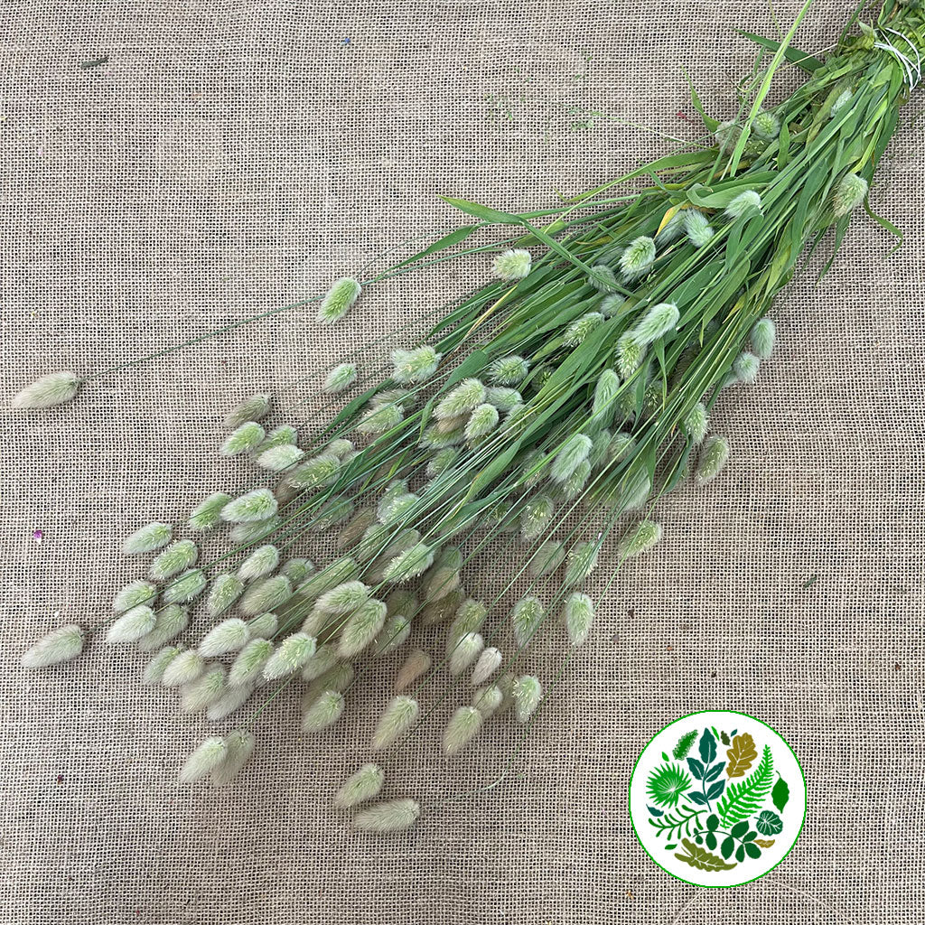 Grass 'Lagurus' (Fresh) (Various)