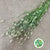 Grass 'Lagurus' (Fresh) (Various)