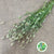 Grass 'Lagurus' (Fresh) 55cm (250g) (x10)