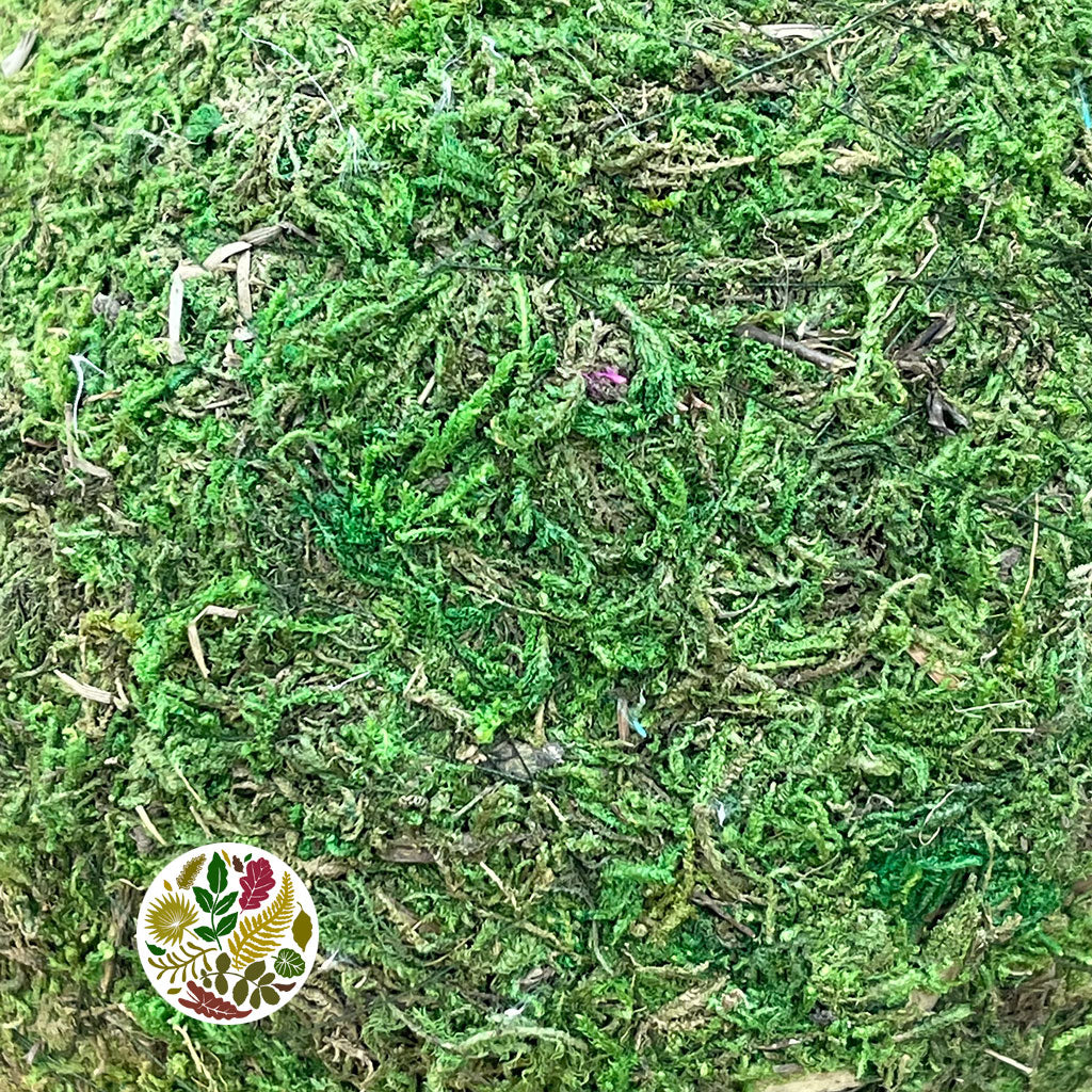 Moss &#39;Balls&#39; (Asia Moss) 20cm