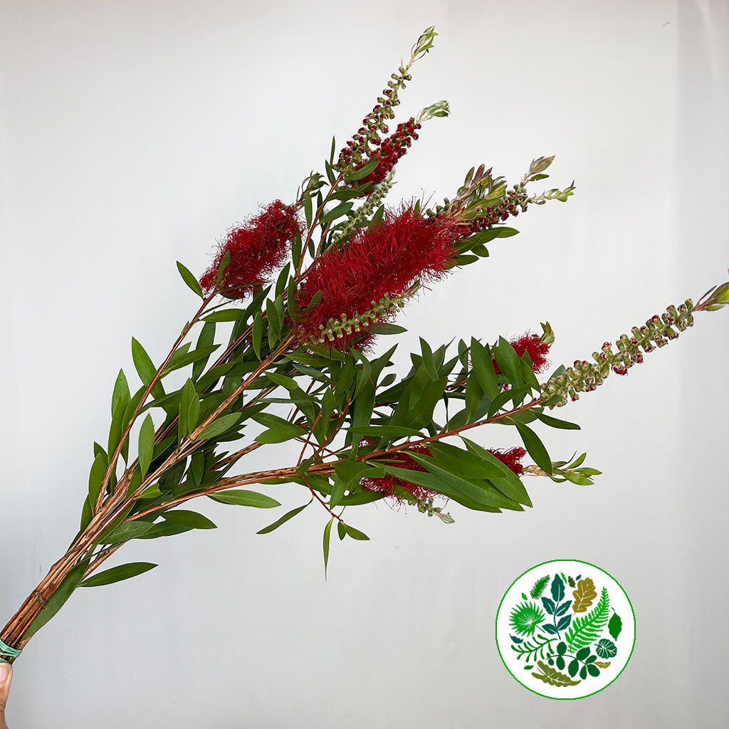 Callistemon &#39;Bottle-Brush&#39; 70cm 250g