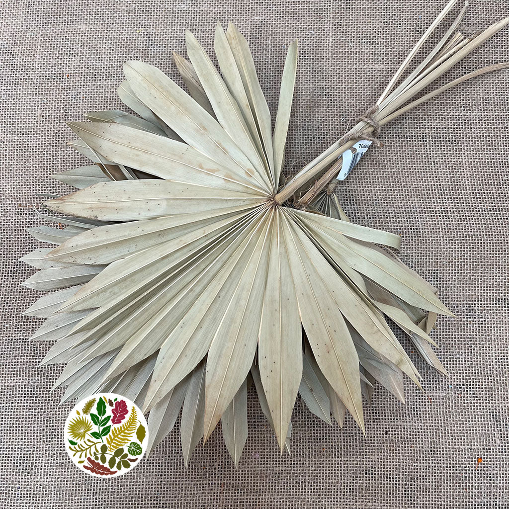 Palm &#39;Fan Palm&#39; (Natural) (DRY) (x10)