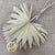 Palm 'Fan Palm' (Natural) (DRY) (x10)