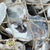 Shells Oyster 30cm