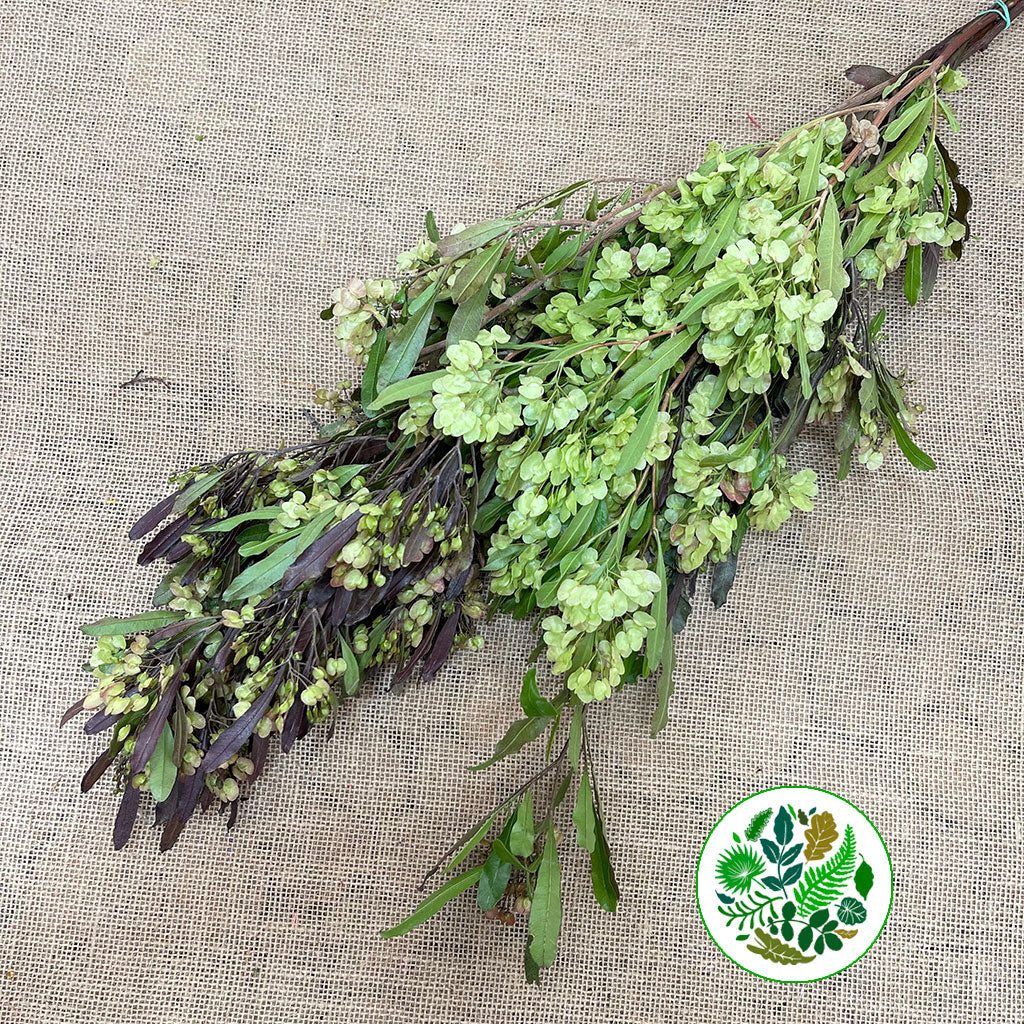 Dodonaea Viscosa 'Flowering Red' 200g