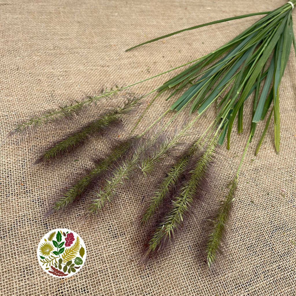 Grass &#39;Pennisitum&#39; (Black Beauty) 90cm (x10)