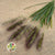 Grass 'Pennisitum' (Black Beauty) 90cm (x10)