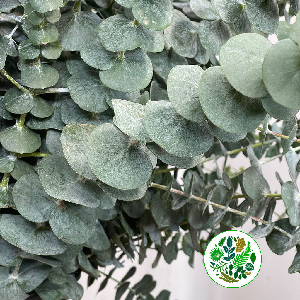 Eucalyptus &#39;Perrinianna&#39; 70cm 300g