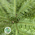 Fern 'Umbrella Fern' (x10)