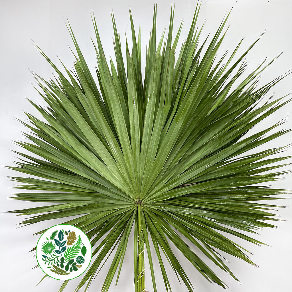 Palm &#39;Fan Palm&#39; (Palmetto) (x10)