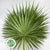 Palm 'Fan Palm' (Palmetto) (x10)