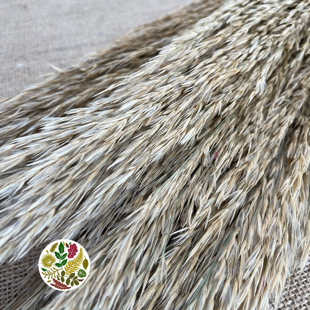 Grass 'Reed Grass' (Natural) (DRY) (Premium Quality) (x5)