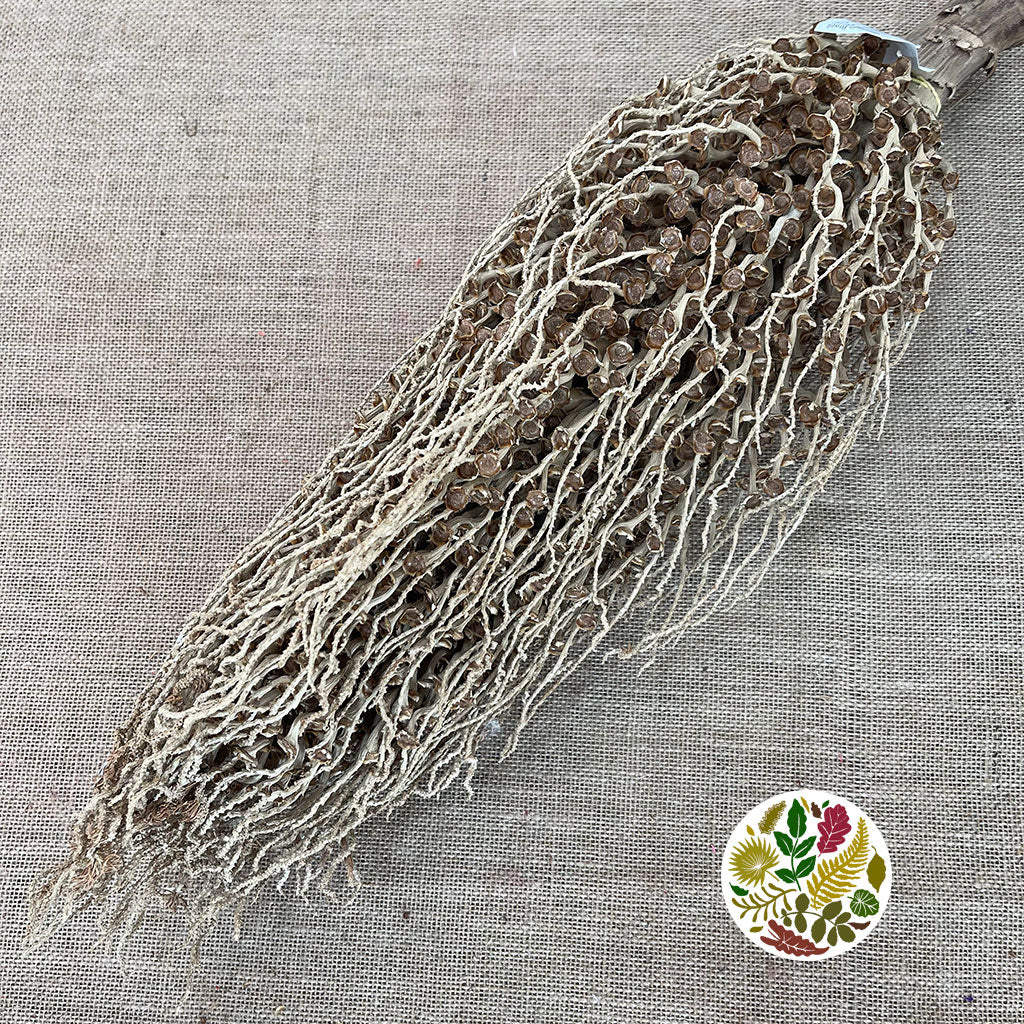 Tocha &#39;Olympica&#39; (Natural) (DRY)