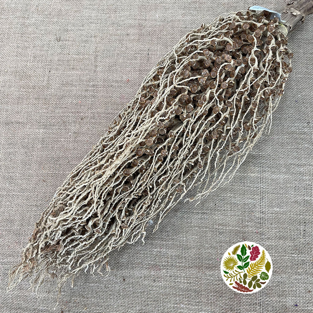 Tocha 'Olympica' (Natural) (DRY)