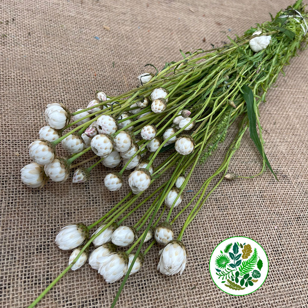 Rodanthe 'White' Flower (Fresh)