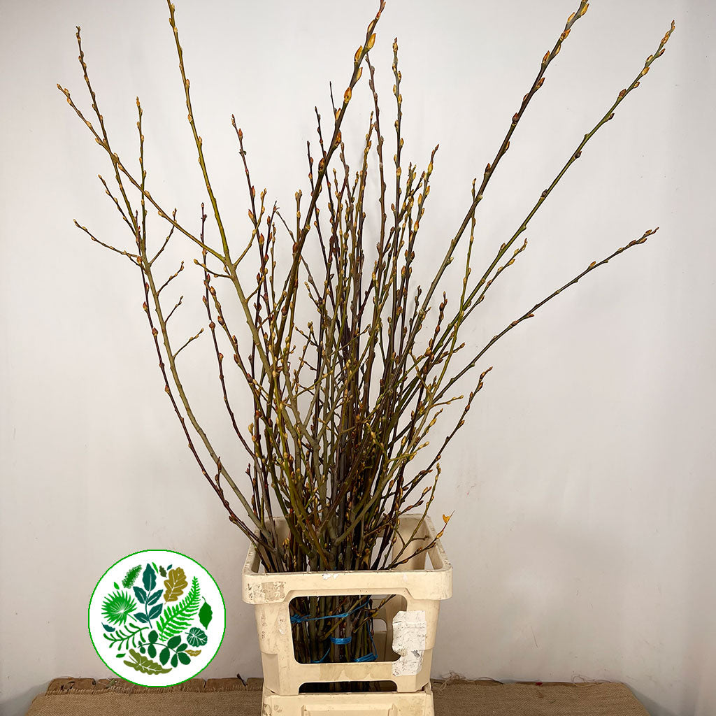 Pussy Willow (Wild) (Various Sizes)