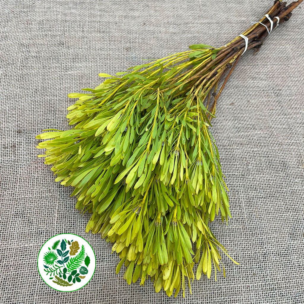 Leucadendron 'Platyspermum' 50cm (x10)