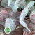 Eucalyptus 'Cinerea 'Aspirated Red' 70cm (200g)