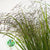 Grass 'Spray Grass' Red (Cultivated E) (x20)