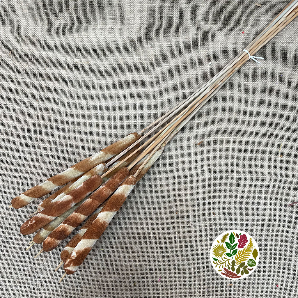 Grass &#39;Typha&#39; (Tiger Bull Rush) (DRY) 80cm (x10)