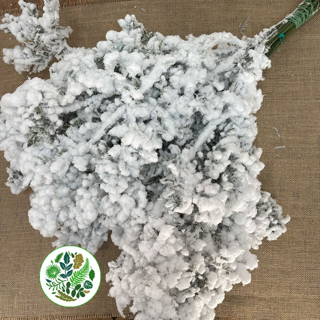 Ruscus &#39;Wild&#39; (Snow) (DRY) (x25)