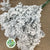Ruscus 'Wild' (Snow) (DRY) (x25)