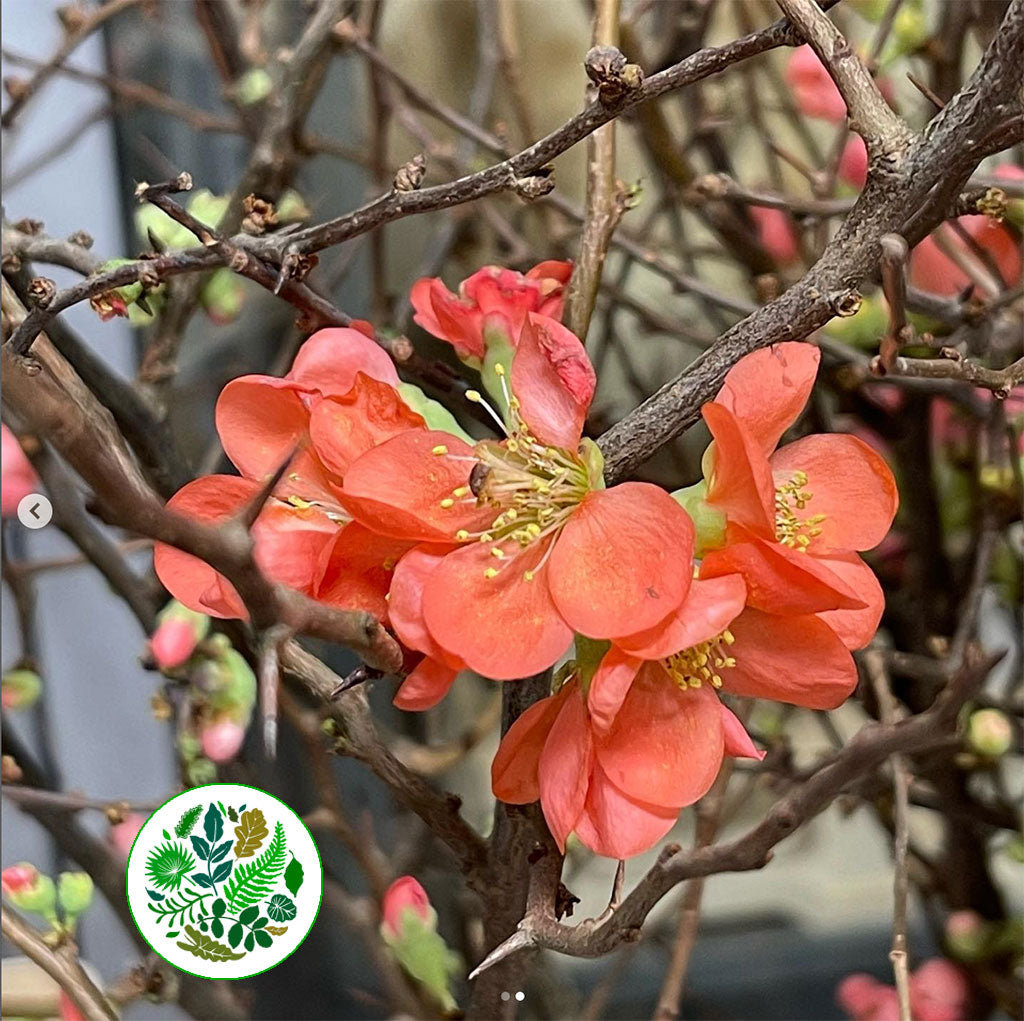 Blossom &#39;Quince&#39; (Pink) (Various Lengths)