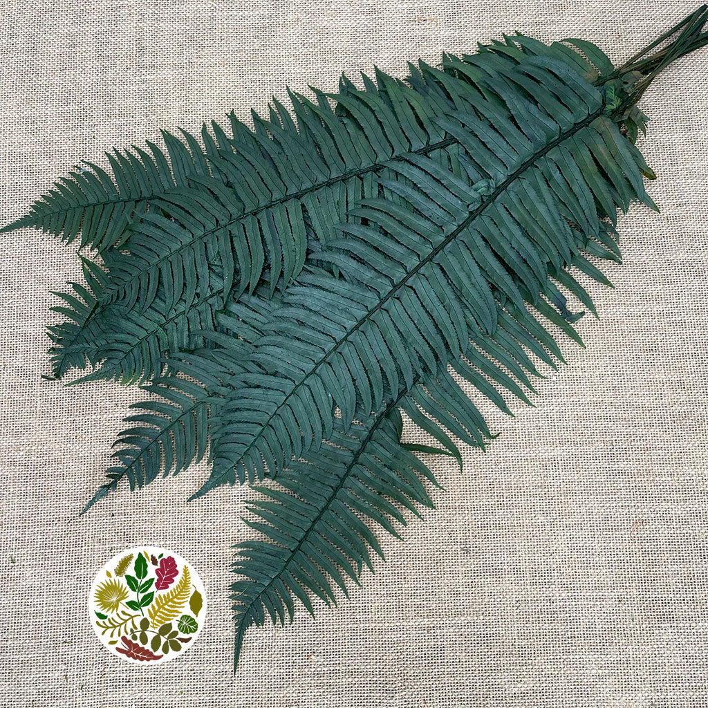 Fern &#39;Sworn Fern&#39; (Preserved) (Green) (x10)