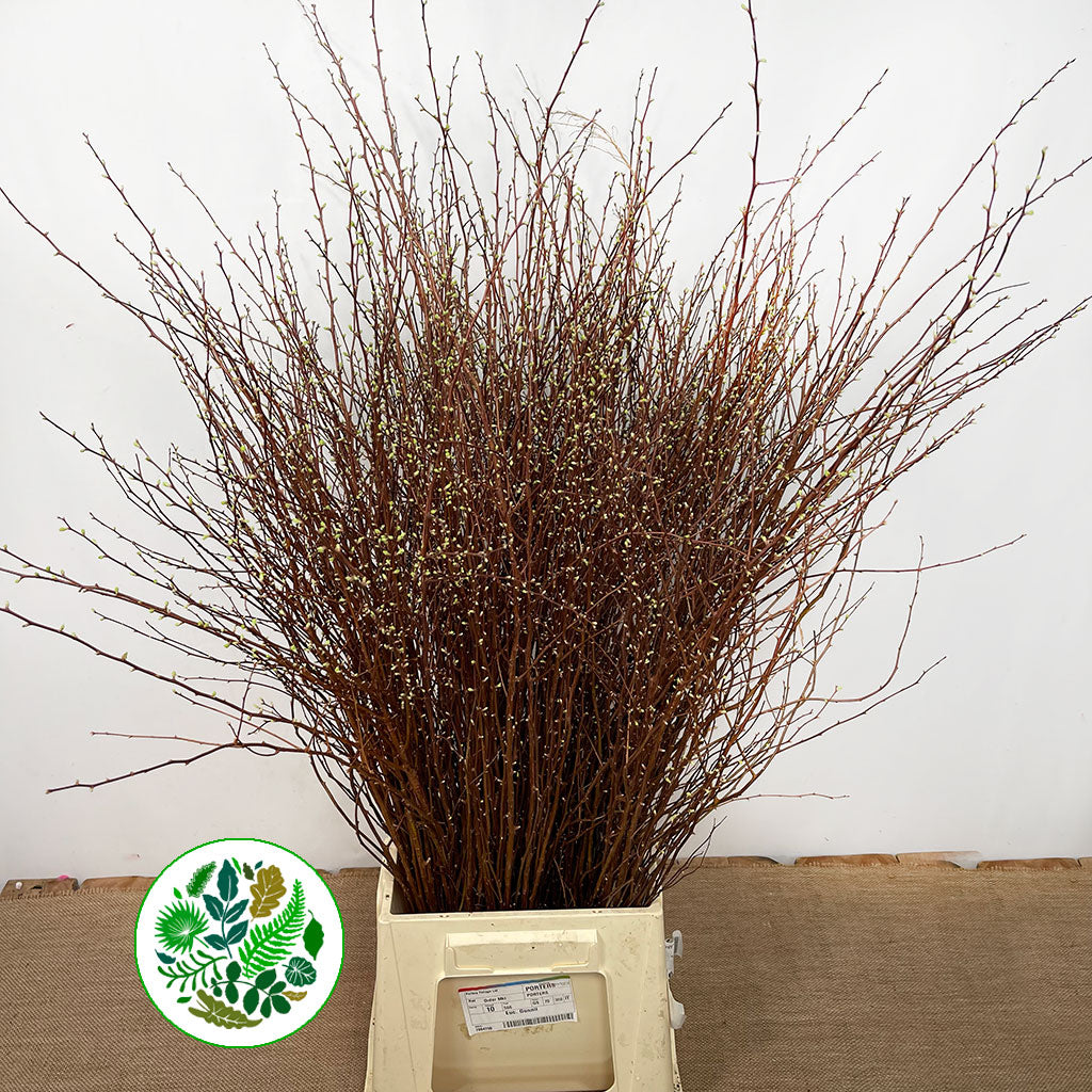 Spiraea &#39;Snowmound&#39; 90cm