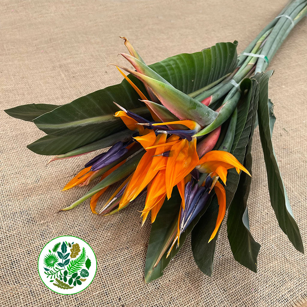 Strelitzia Flowers 1m (x10) Italian