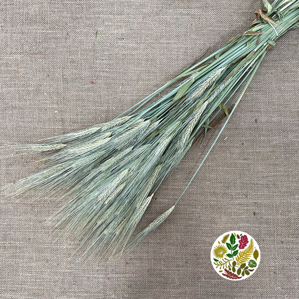 Grass 'Triticale' (Wheat) (DRY)