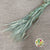 Grass 'Triticale' (Wheat) (DRY)