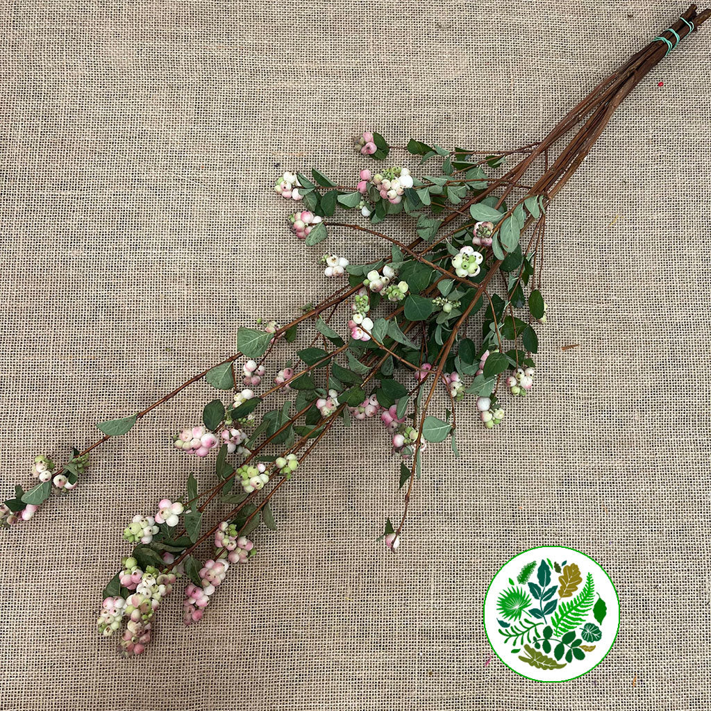 Snowberry &#39;Pink&#39; (250g)