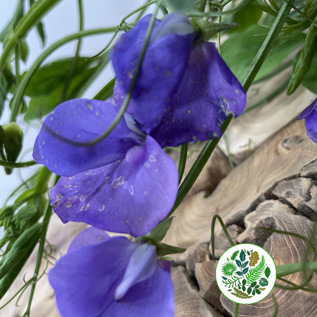 Sweet Pea &#39;Flowering&#39; (Cultivated E) (x10)